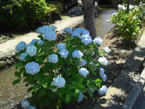 pale blue ajisai flowers in Furukawa