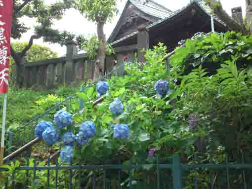 ajisai flowers and Satsudo in Hokekyoji