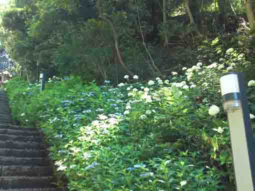 ajisai flowers on the right of stone steps
