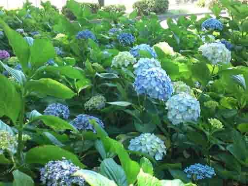 many blue ajisai blosssoms in Shinozaki Park