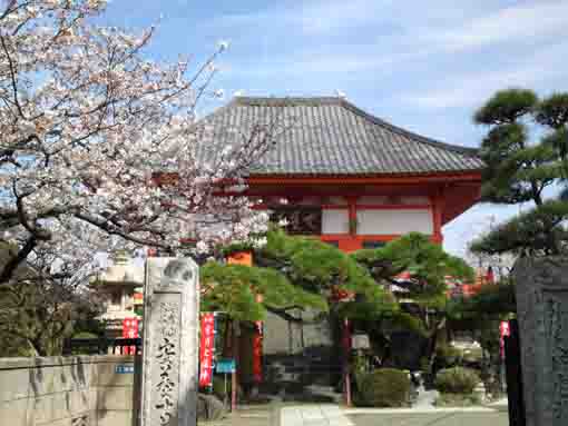 Anyoji Temple in spring