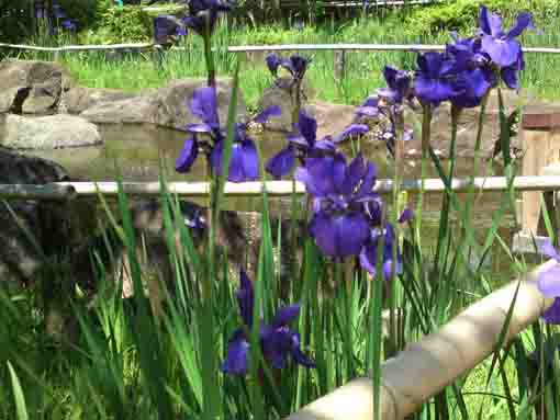 blue irises blooming in summer in the park