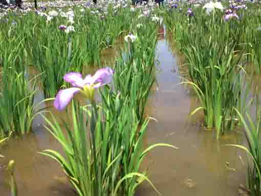irises flowers blooming on the water