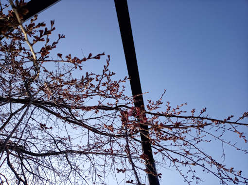 令和６年原木山妙行寺のしだれ桜の開花１
