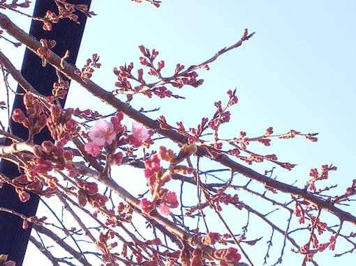 令和６年原木山妙行寺のしだれ桜の開花２