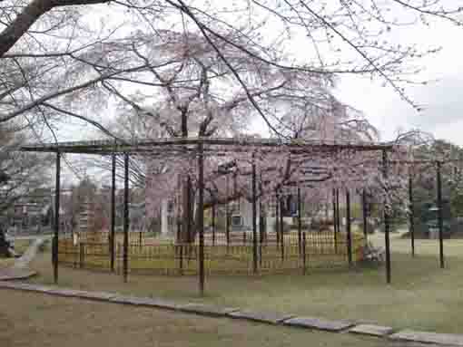 cherry trees in Myogyoji Temple