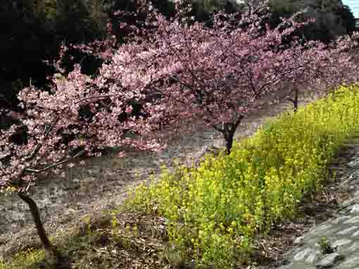 cherry trees and rape blossoms