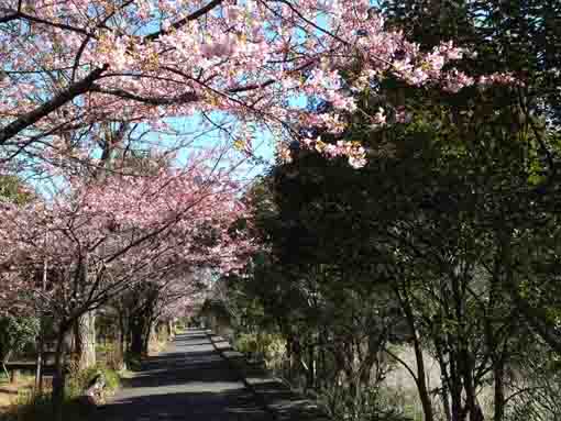 cherry blossoms on the path