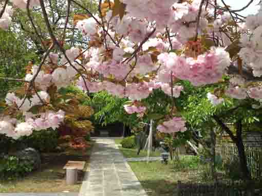 仁受山智泉院の牡丹桜