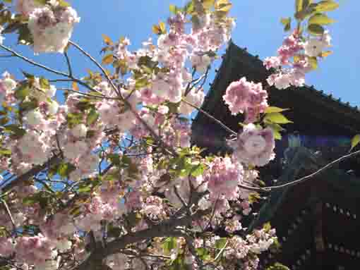 法華経寺仁王門と八重桜