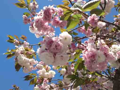 仁受山智泉院に咲く牡丹桜
