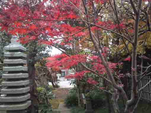 red maple leaves in Chisenin