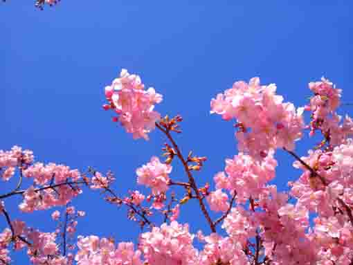 青空の下に咲く智泉院の河津桜１