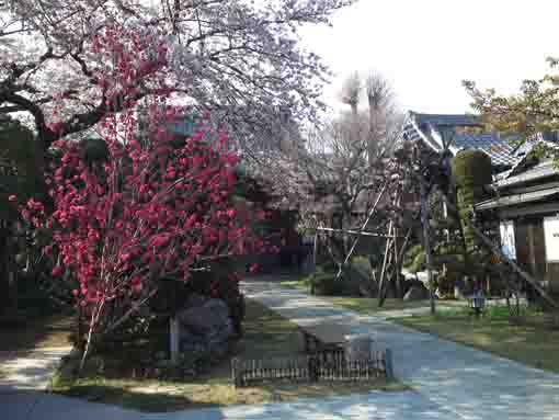 sakura in Ninjusan Chisenin