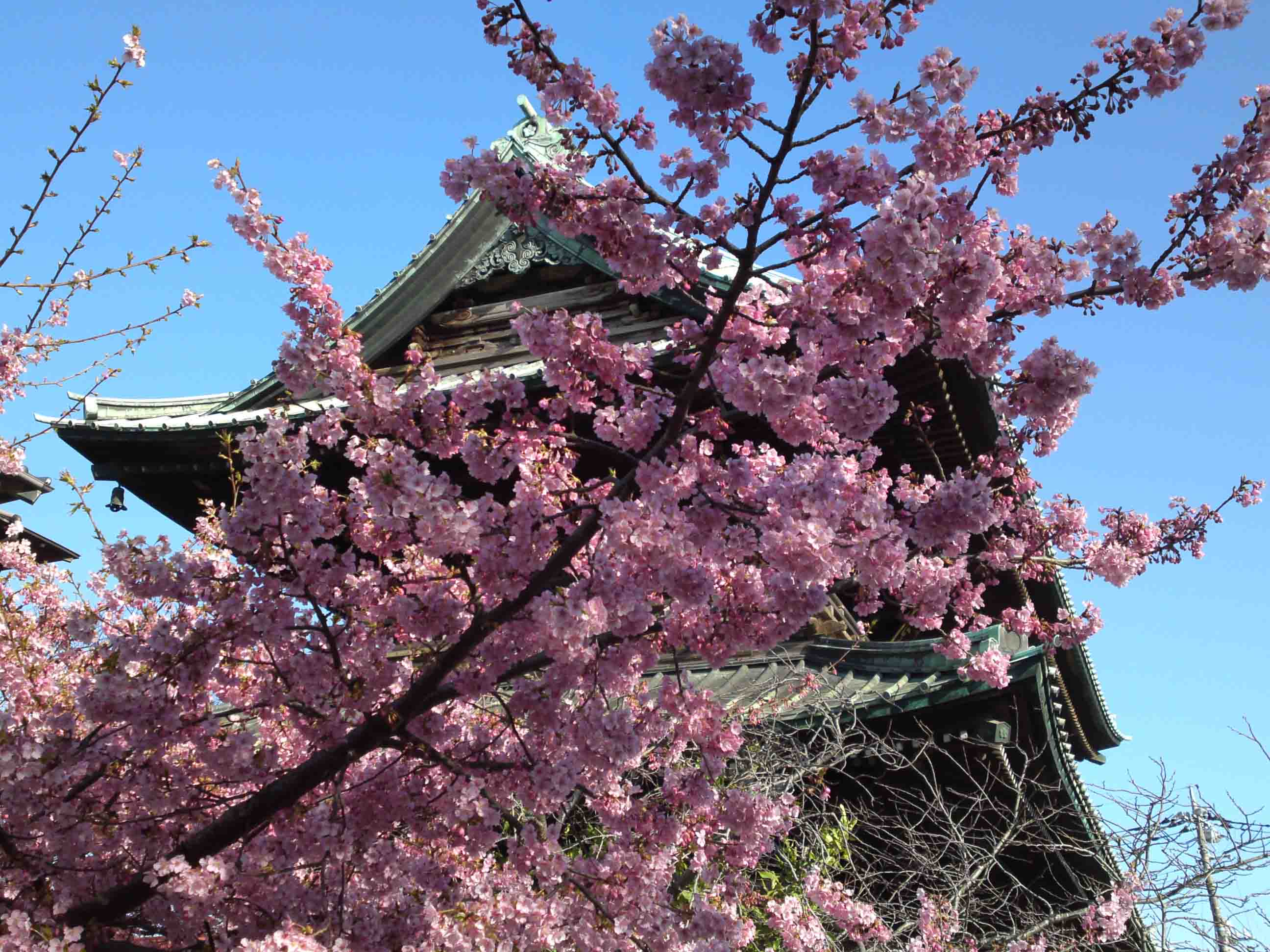 cherry blossoms and the niomon gate