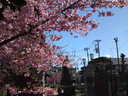 the statue of Nichiren and cherry blossoms