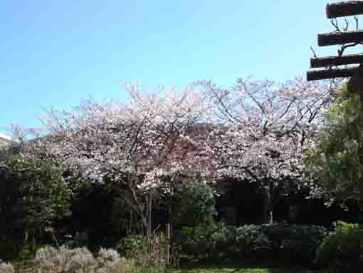 おりひめ神社に咲く桜４