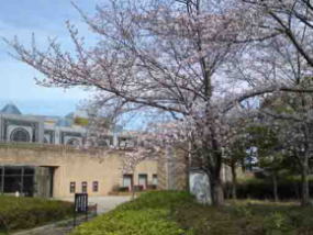 sakura in between the museum and library
