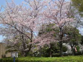 cherry trees beside the museum