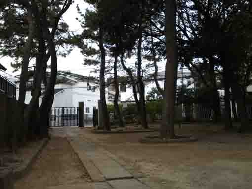 pine trees along the approach of Dairokuten