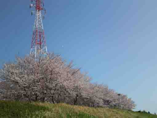 Cherry blossoms along Edogawa River
