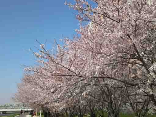 市川鉄橋附近の桜並木