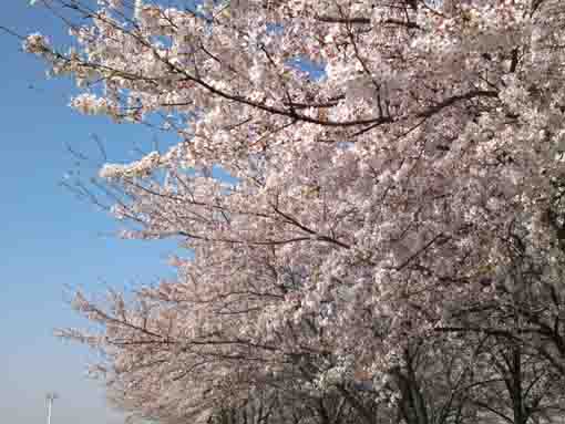 sakura in the blue sky upon Edogawa