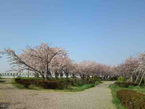 lined cherry trees in the park