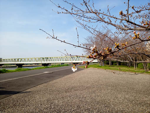 令和６年江戸川大堤公園ソメイヨシノの開花