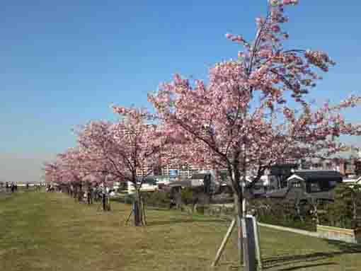 Kawazu Sakura along Edogawa River