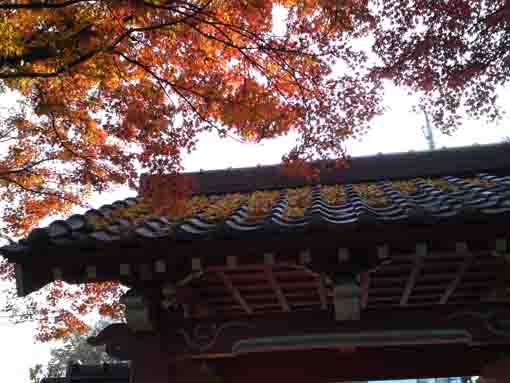 the sanmon gate covered with colored leaves