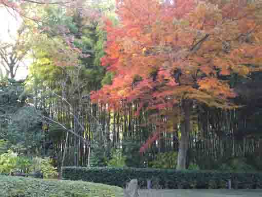bamboo woods and colored leaves