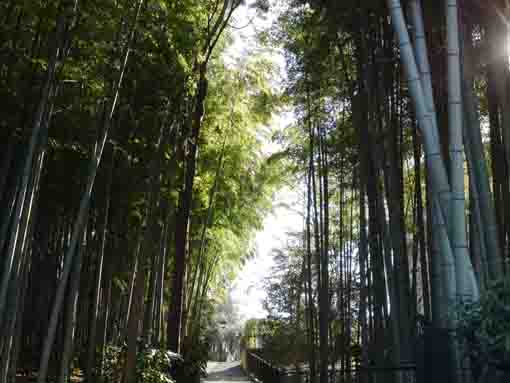bamboo woods in Ekoin Temple