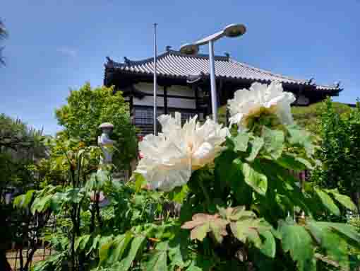 金霊山圓勝院本堂と牡丹の花