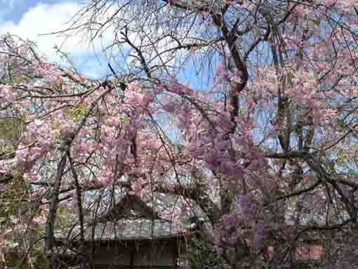 drooping cherry trees in Entonji Temple