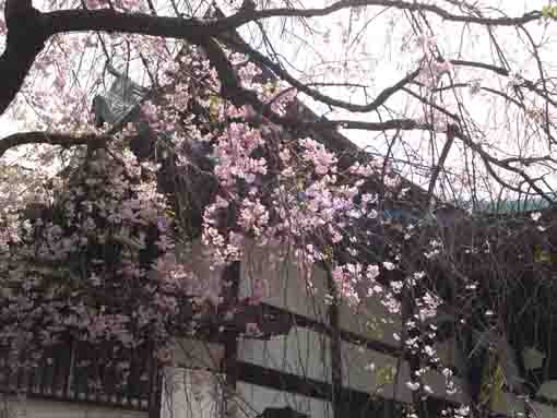 the drooping cherry blossoms in entonji