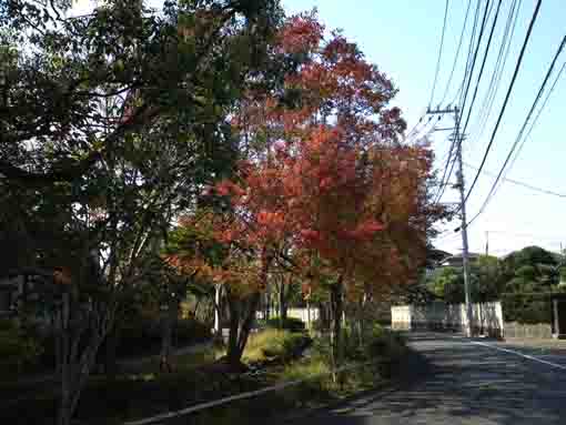 colored maple trees along the road