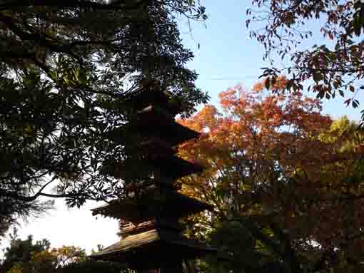 the five-story pagoda and the colored leaves