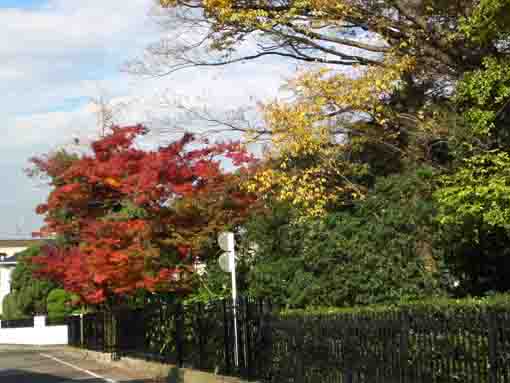 colored leaves in Ichinoe Nanushi Yashiki
