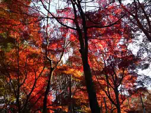 red maple leaves on the mountain