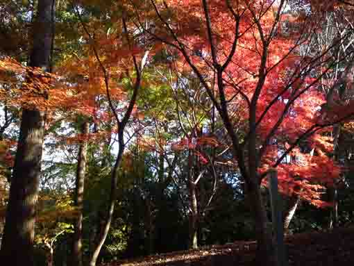 Colored leaves in Omachi Park