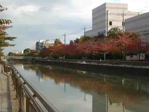 cherry trees along Shinkawa River in fall