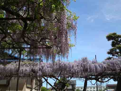 wisteria flowers blooming in the blue sky