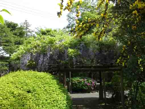 wisteria flowers on the trellis