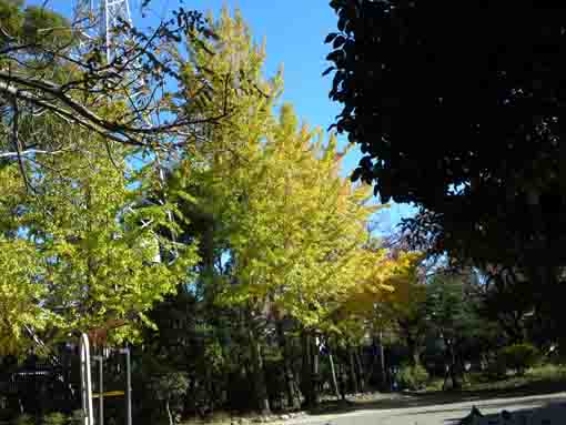 huge gingko trees in Fureai no Mori Park