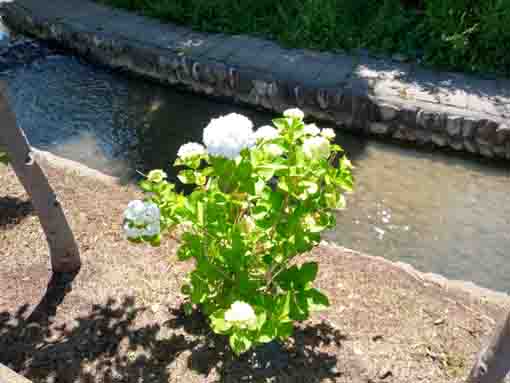 古川親水公園川辺に咲く白い紫陽花