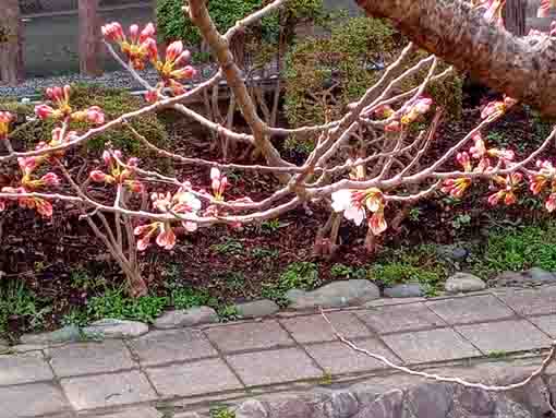 令和４年古川親水公園のソメイヨシノの開花１