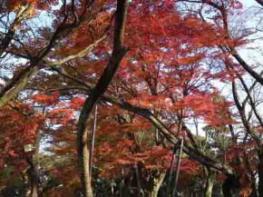 The autumnal leaves in Mamasan Guhoji