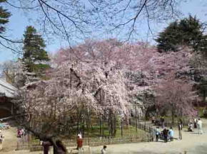 Fushihime Sakura and other cherry trees