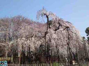 the weeping cherry blossoms in Guhoji